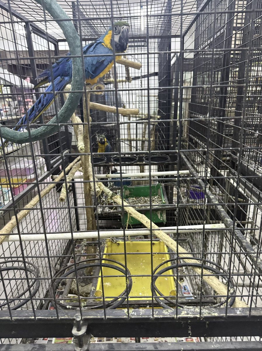 Ban Animal Trading tweet media