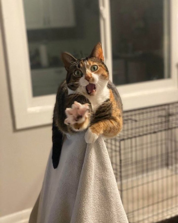 五郎丸@MBF16 (@56_umaru) on Twitter photo 