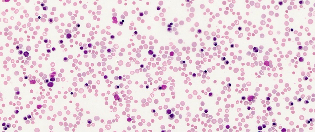 Only Cells tweet media