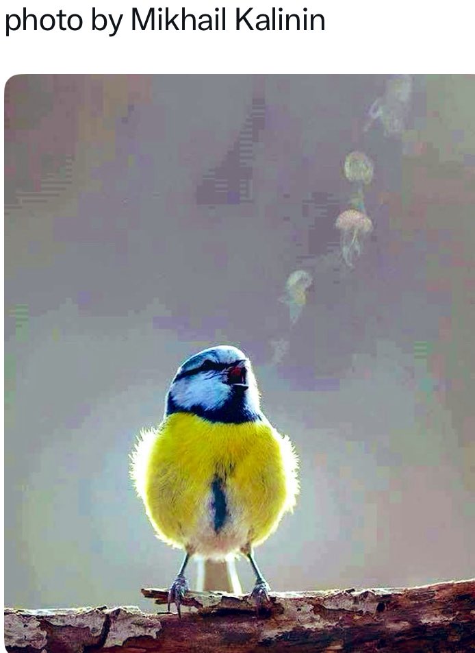 Mrs Dish tweet media