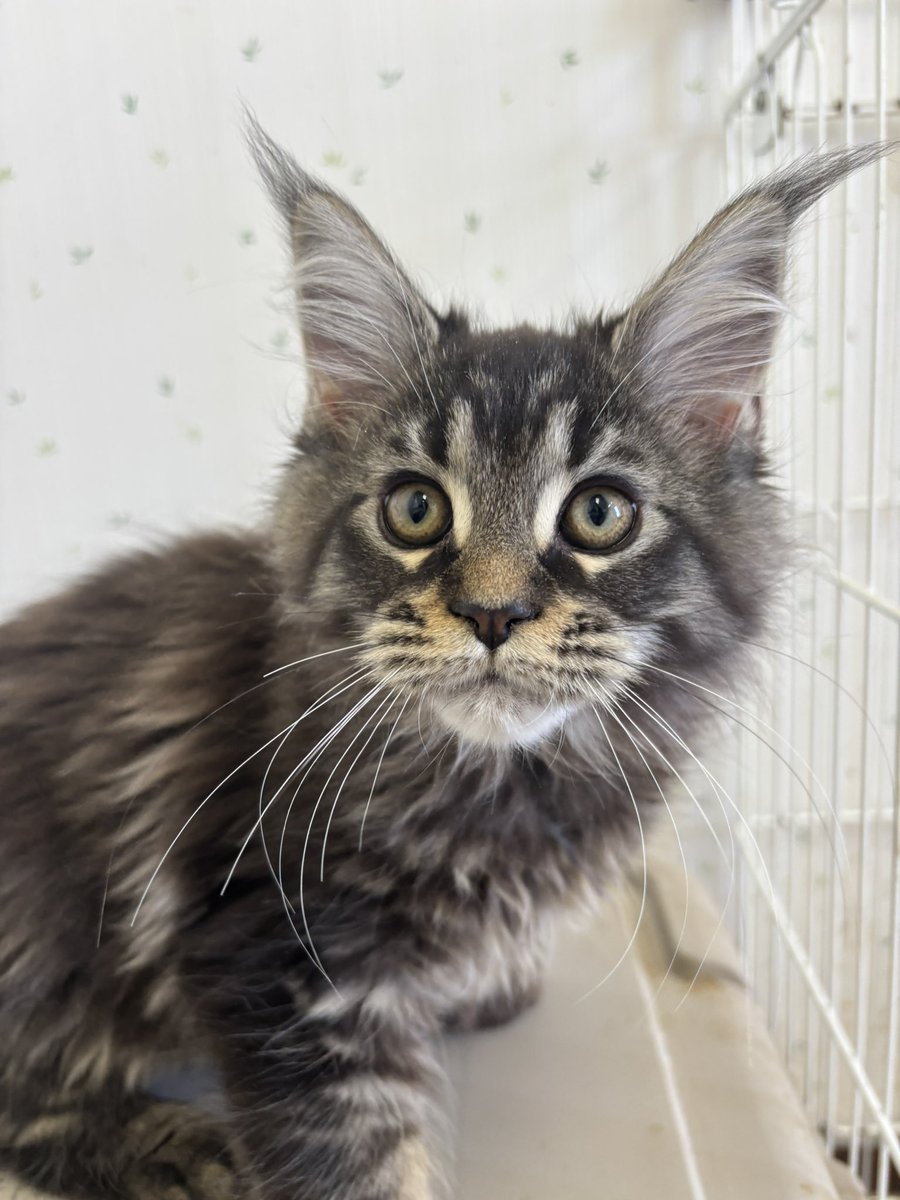 元気いっぱいな メインクーンの三姉妹猫ちゃん💕 昨日で、生後3ヶ月に