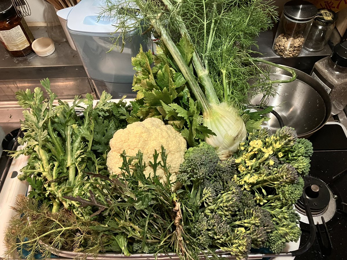 久々畑に。寒いけど育つものは育つ。

今日の収穫は茎ブロッコリー、春菊、カリフラワー、残ってたセルバチコ、セロリ。そして初めてウイキョウ(フェンネル)を刈り取った。

ウイキョウ、どうせならグリルにしたいな。お肉とお魚、どっちに合わせよう？

#自家栽培 #無農薬野菜