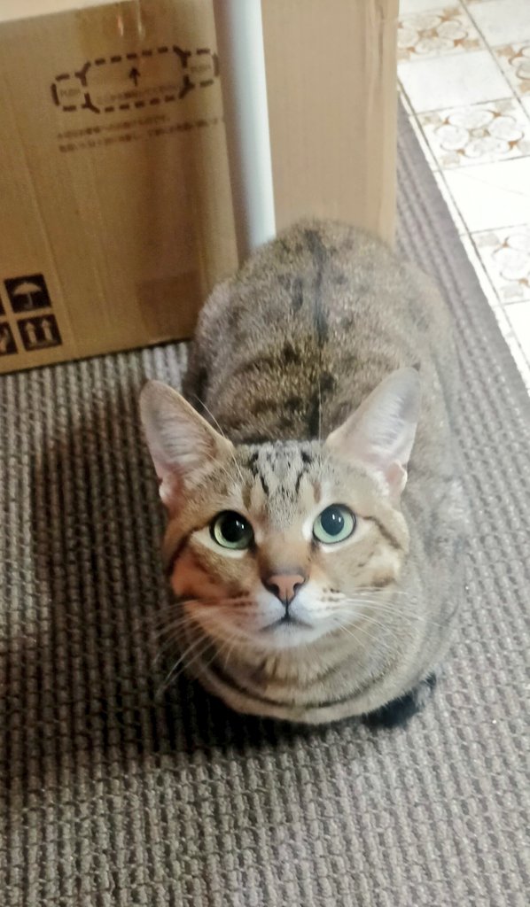 きじとら キジトラ猫