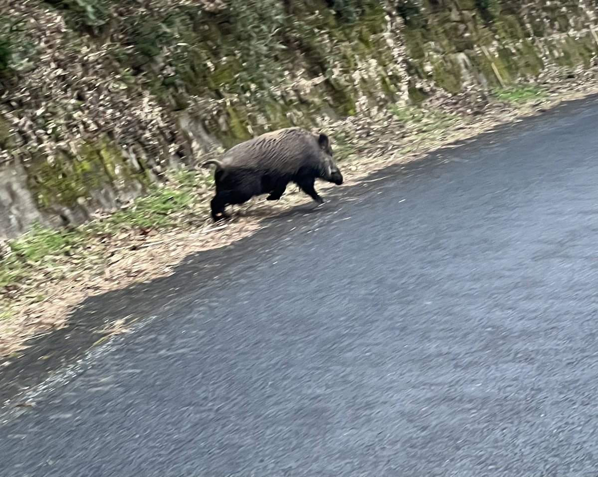 sumis600's tweet image. 今日も田舎は平和です。