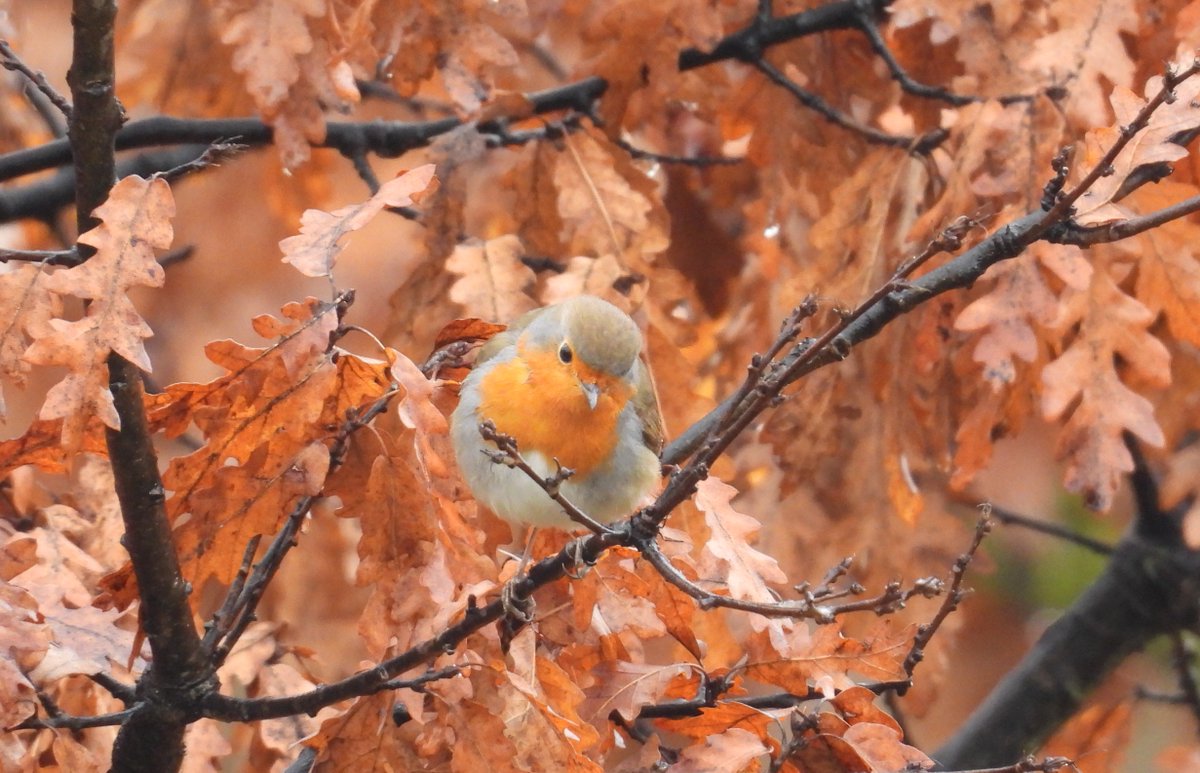 Pajarines1's tweet image. ¡A por otra semana! 🟠🧡
PETIRROJO EUROPEO