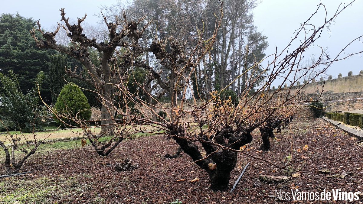 El imperio de la Garnacha: Campo de Borja y sus viñedos viejos nosvamosdevinos.com/garnacha-campo… <a href="/docampodeborja/">DOP Campo de Borja</a>