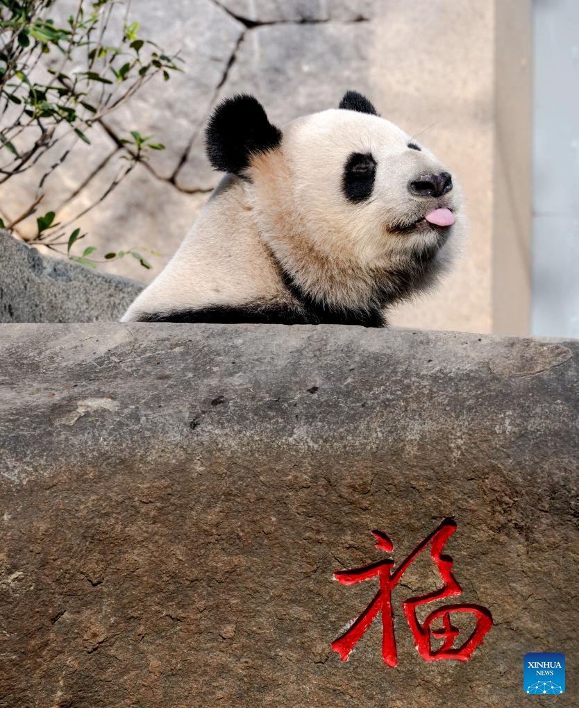 VoiceofPD's tweet image. This photo taken on Jan. 17, 2026 shows giant #panda Rongyao at the Panda World in Fuzhou, southeast China's #Fujian Province. Five giant pandas, arriving from #Chengdu, met the public at the reopened Fuzhou Panda World on Saturday, following a 20-day adaptation period.  #cute