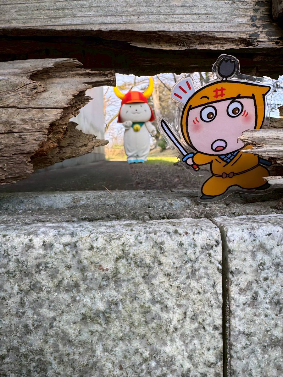 本日の #彦根 はぽかぽか陽気でござった☀️ #ひこにゃん 殿はのんびり