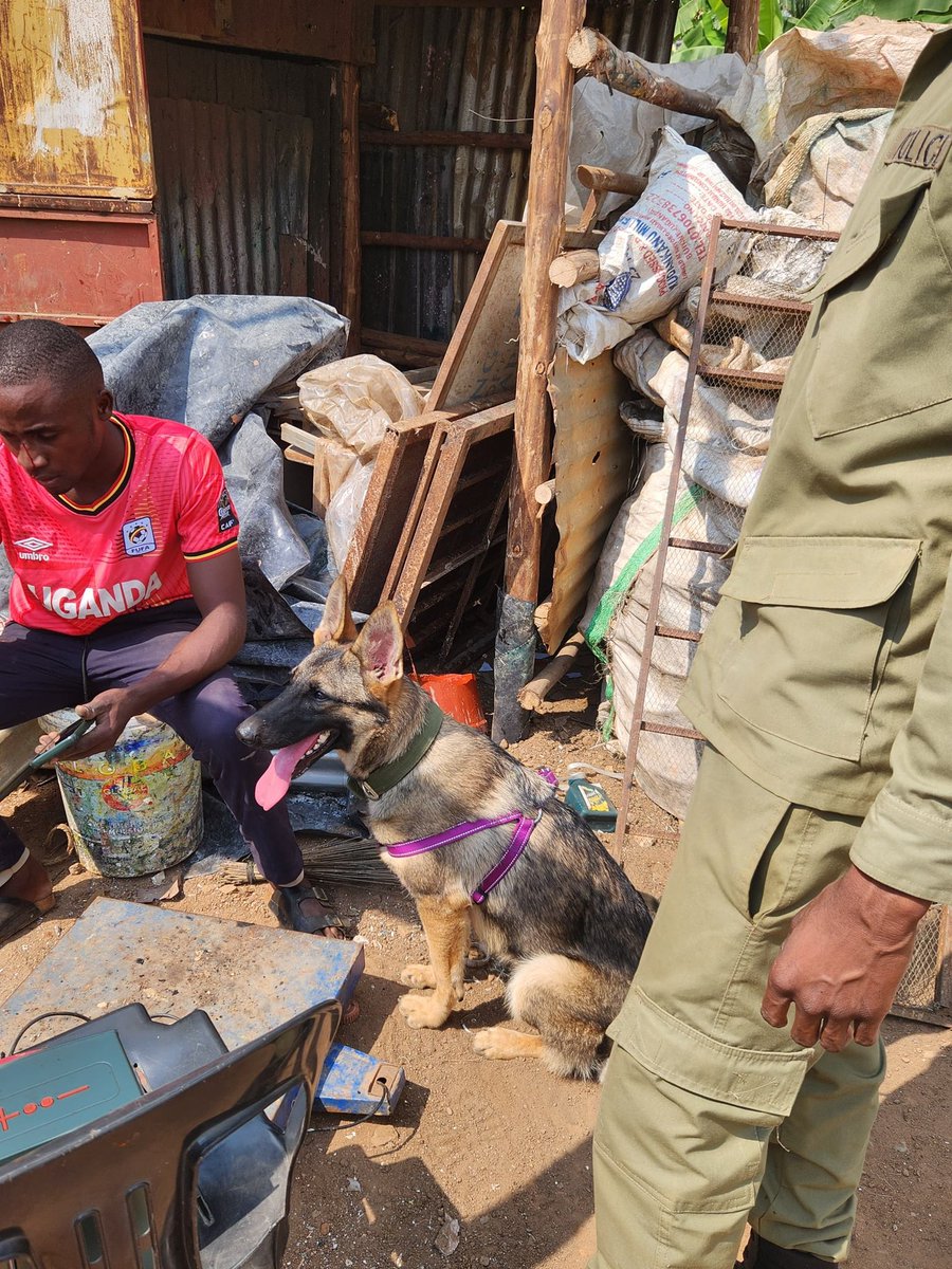 Urban_Ug1's tweet photo. Unknown people broke into Bukenya’s home and took metal doors windows among other items in Bweyogere, a police dog Sisco was introduced and tracked the suspects for 2kms. Kutesa was arrested and stolen items were recovered. https://t.co/4VpKzjCbpC