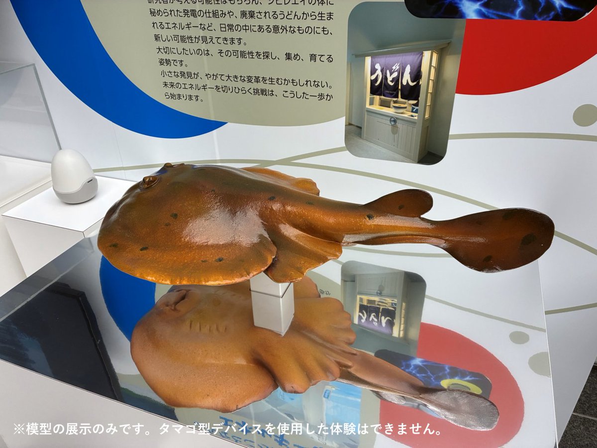 KANDEN_Official's tweet image. ／
【ウラバナシ】シビレエイ展示のヒストリー
＼
大阪・関西万博の会期中、
電力館の出口で「シビレエイに会いたかった…」と涙を流していた男の子に出会いました。
短い体験時間、混雑した館内で会えなかったのかもしれません・・・😢
その姿が、ずっと私たちの心に残っています。