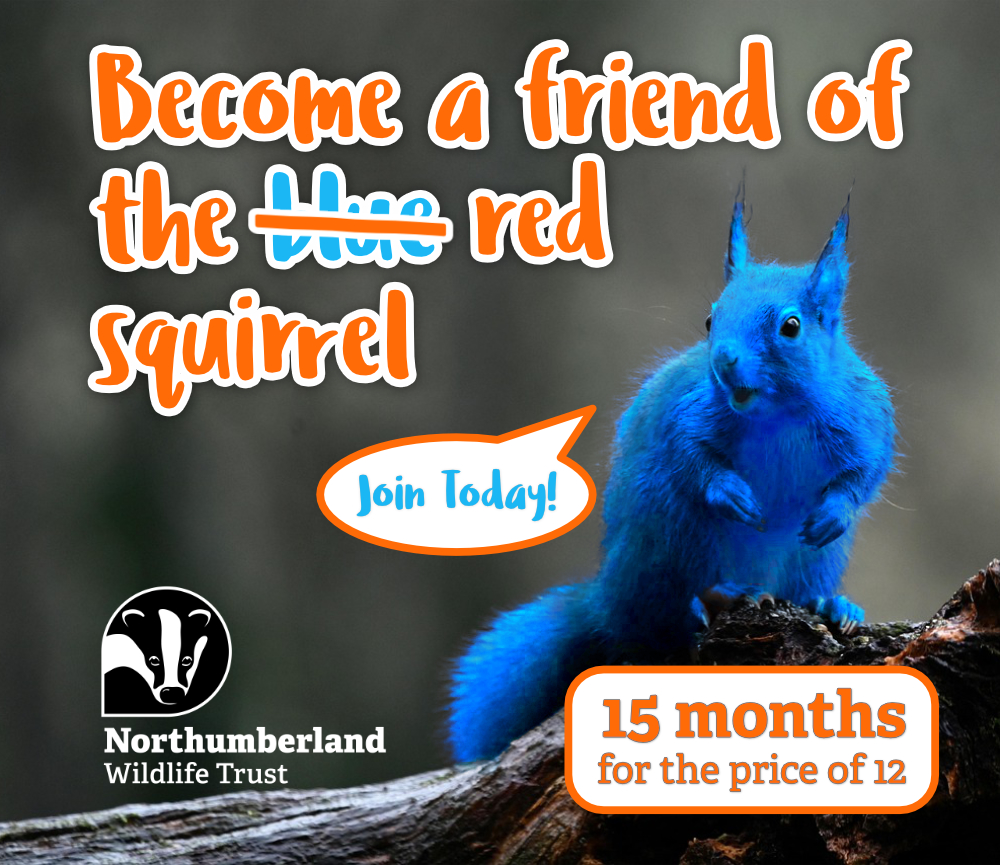 NorthWildlife's tweet photo. Today is often called Blue Monday — but we’re turning it red! 🐿️❤️

This week we’re offering 15 months of Friends of the Red Squirrel membership for the price of 12!

Turn your Blue Monday red and join today: https://t.co/yC24kn0MNX https://t.co/cEpgQPrHlq