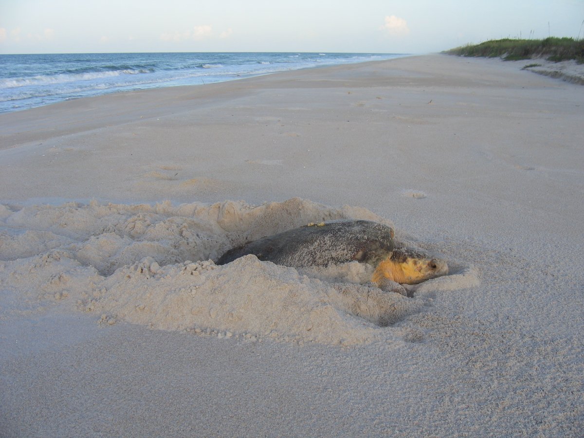 JustSeaTurtles's tweet photo. Some sea turtles pull off a neat reproductive trick. A female can mate early in the season and store sperm, then use it to fertilize multiple clutches over the weeks that follow. It also means one nest can have multiple fathers, even if she only mates once that season. https://t.co/Ukq6cZD3Rg