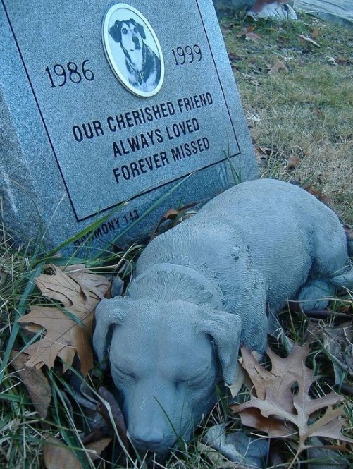 DogLovers03's tweet image. 