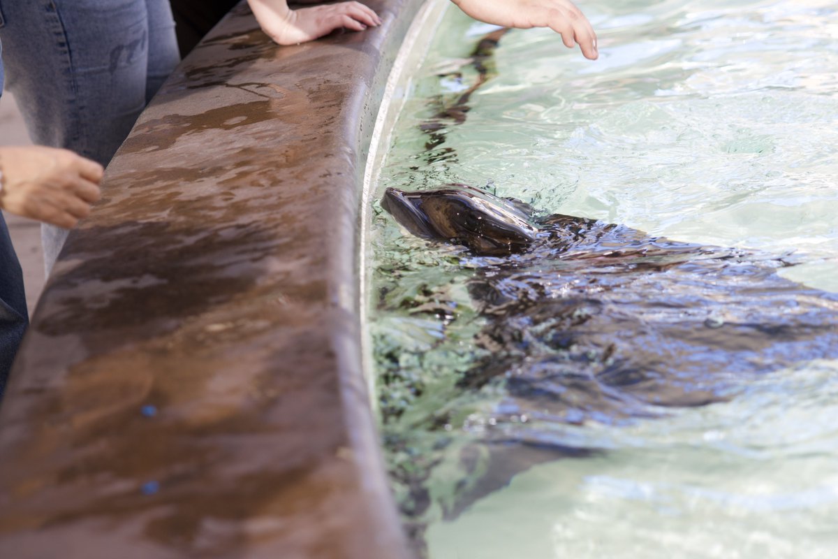 sameko71's tweet image. 初めて見るBat ray （コウモリエイ？カリフォルニアバットレイ？）がふれあい動物のようになっていて驚いた
めちゃくちゃ顔だして餌欲してくるのあまりにも可愛い
結構デッカい！