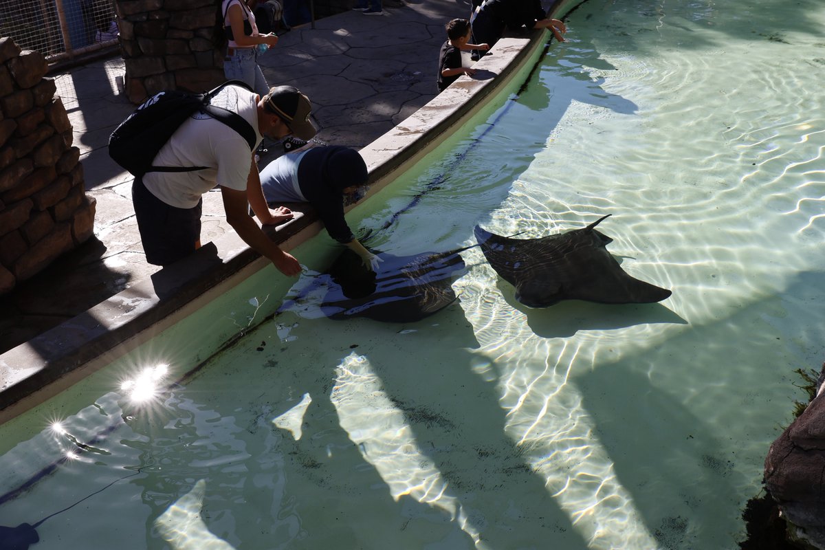 sameko71's tweet image. 初めて見るBat ray （コウモリエイ？カリフォルニアバットレイ？）がふれあい動物のようになっていて驚いた
めちゃくちゃ顔だして餌欲してくるのあまりにも可愛い
結構デッカい！