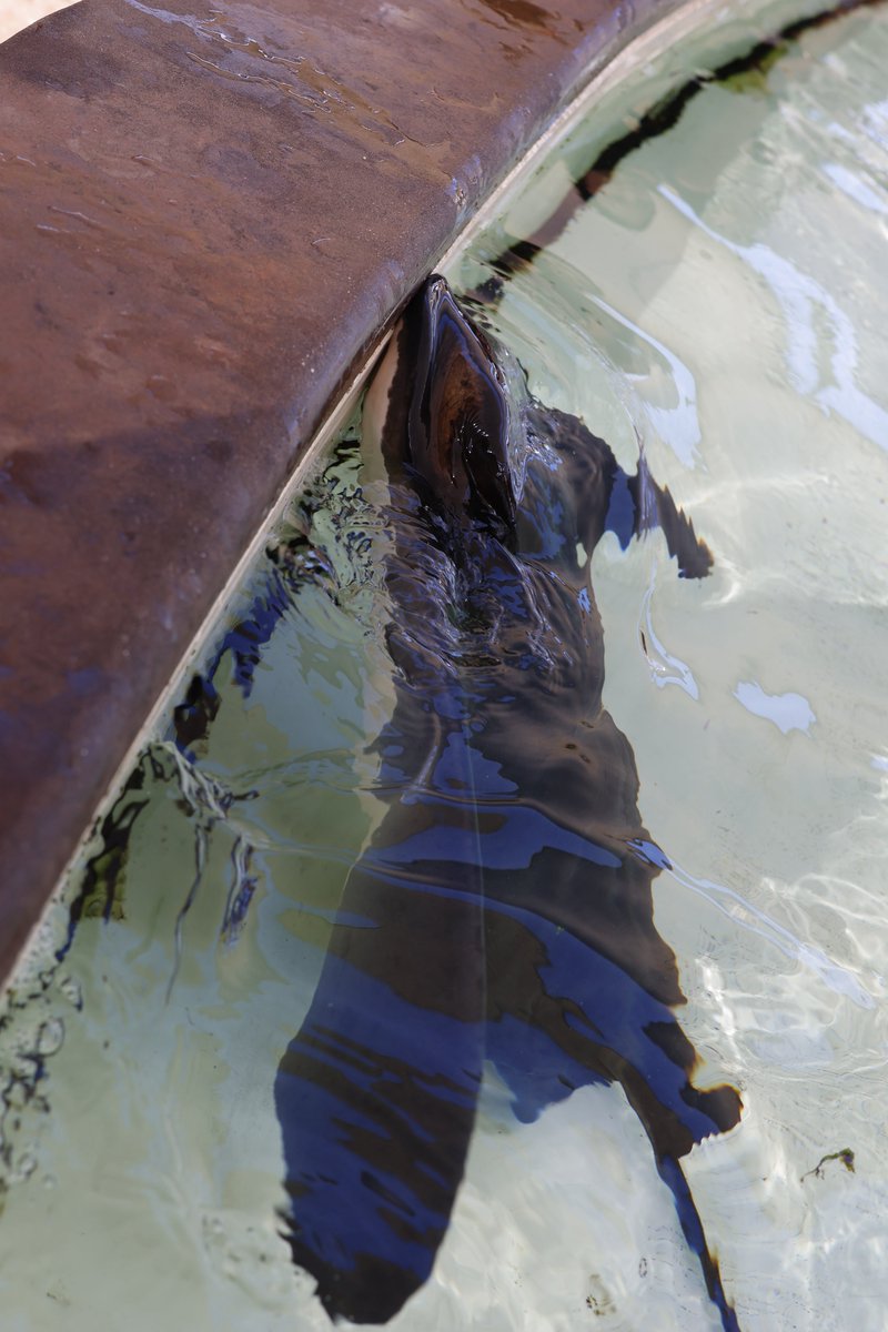 sameko71's tweet image. 初めて見るBat ray （コウモリエイ？カリフォルニアバットレイ？）がふれあい動物のようになっていて驚いた
めちゃくちゃ顔だして餌欲してくるのあまりにも可愛い
結構デッカい！