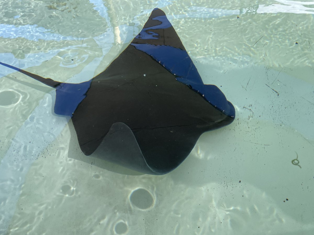 sameko71's tweet image. 初めて見るBat ray （コウモリエイ？カリフォルニアバットレイ？）がふれあい動物のようになっていて驚いた
めちゃくちゃ顔だして餌欲してくるのあまりにも可愛い
結構デッカい！
