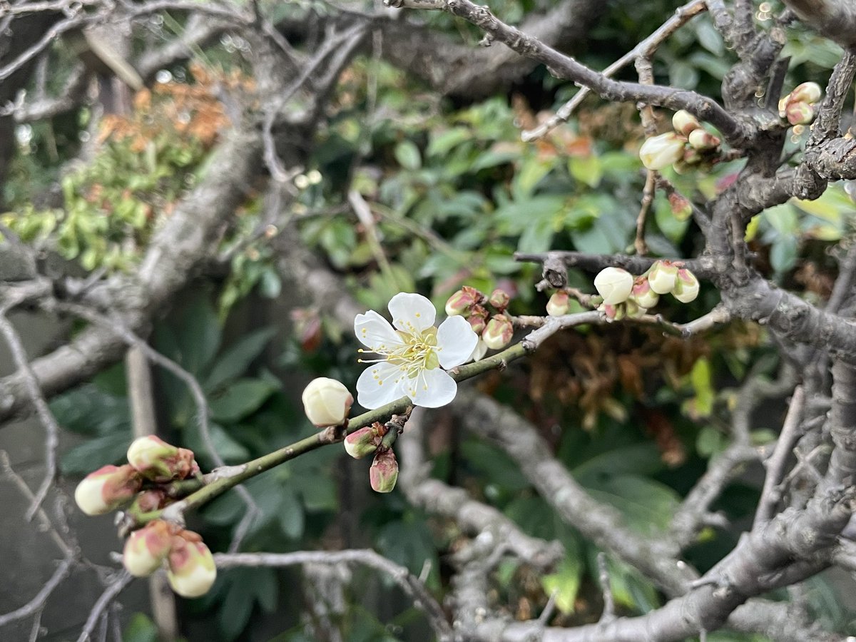 我が家の梅が咲いとりました。
まだまだ寒いけどね。