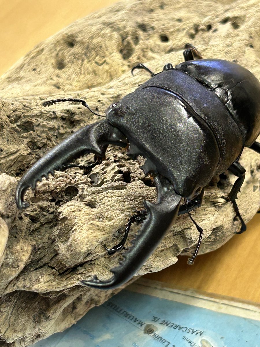 フィリピン🇵🇭野外生体入荷‼️ 大型95UPミンダナオアトラス他13ペア