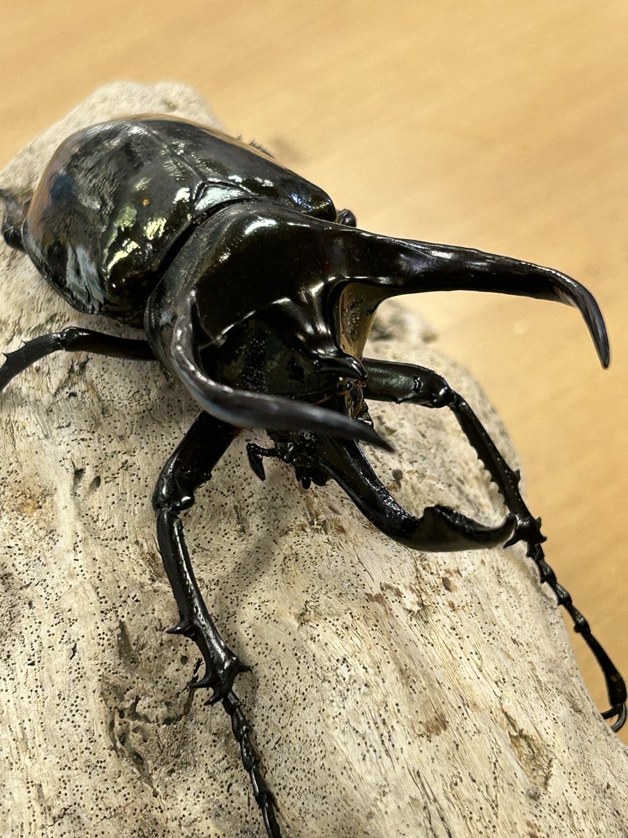 フィリピン🇵🇭野外生体入荷‼️ 大型95UPミンダナオアトラス他13ペア