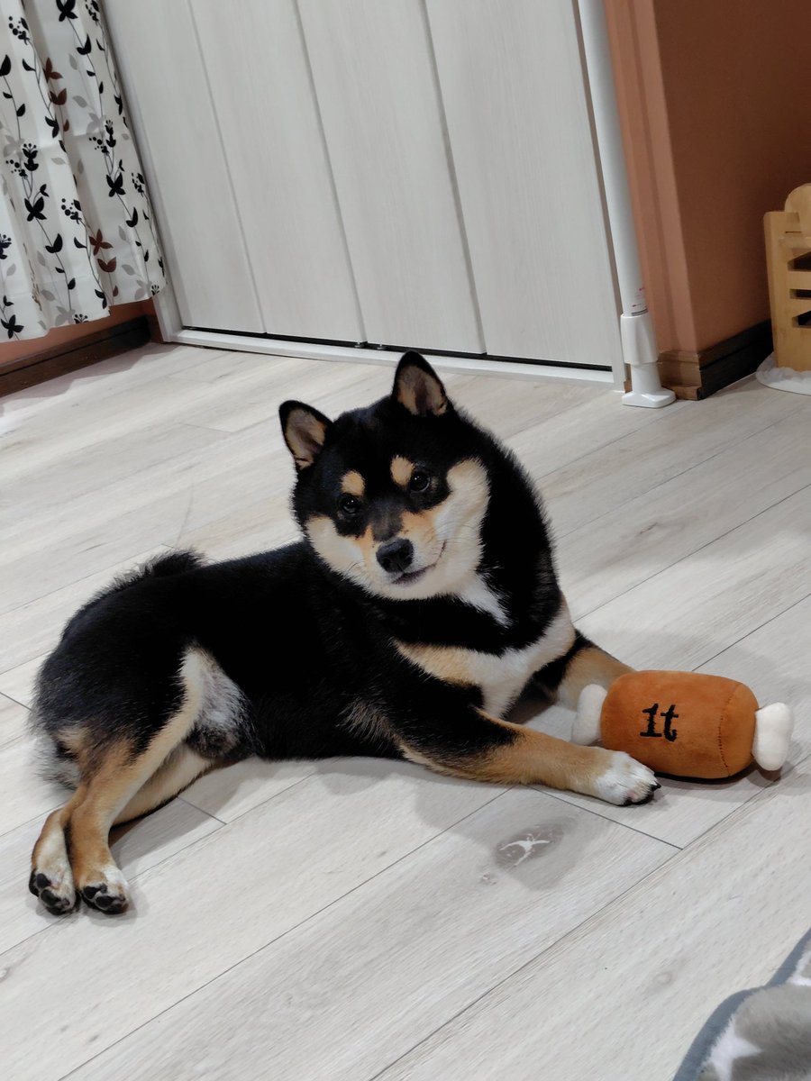 黒豆柴cota (@0220cota) / Posts / X