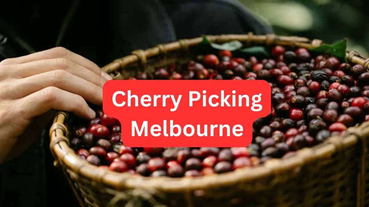 melbyguide's tweet photo. Cherry picking near Melbourne in summer 2026 has been more limited than many expect 🍒

Only a small number of orchards have offered public picking, with higher prices, advance bookings, and stricter rules like no large bags and bag checks. https://t.co/dl9alp9FLp