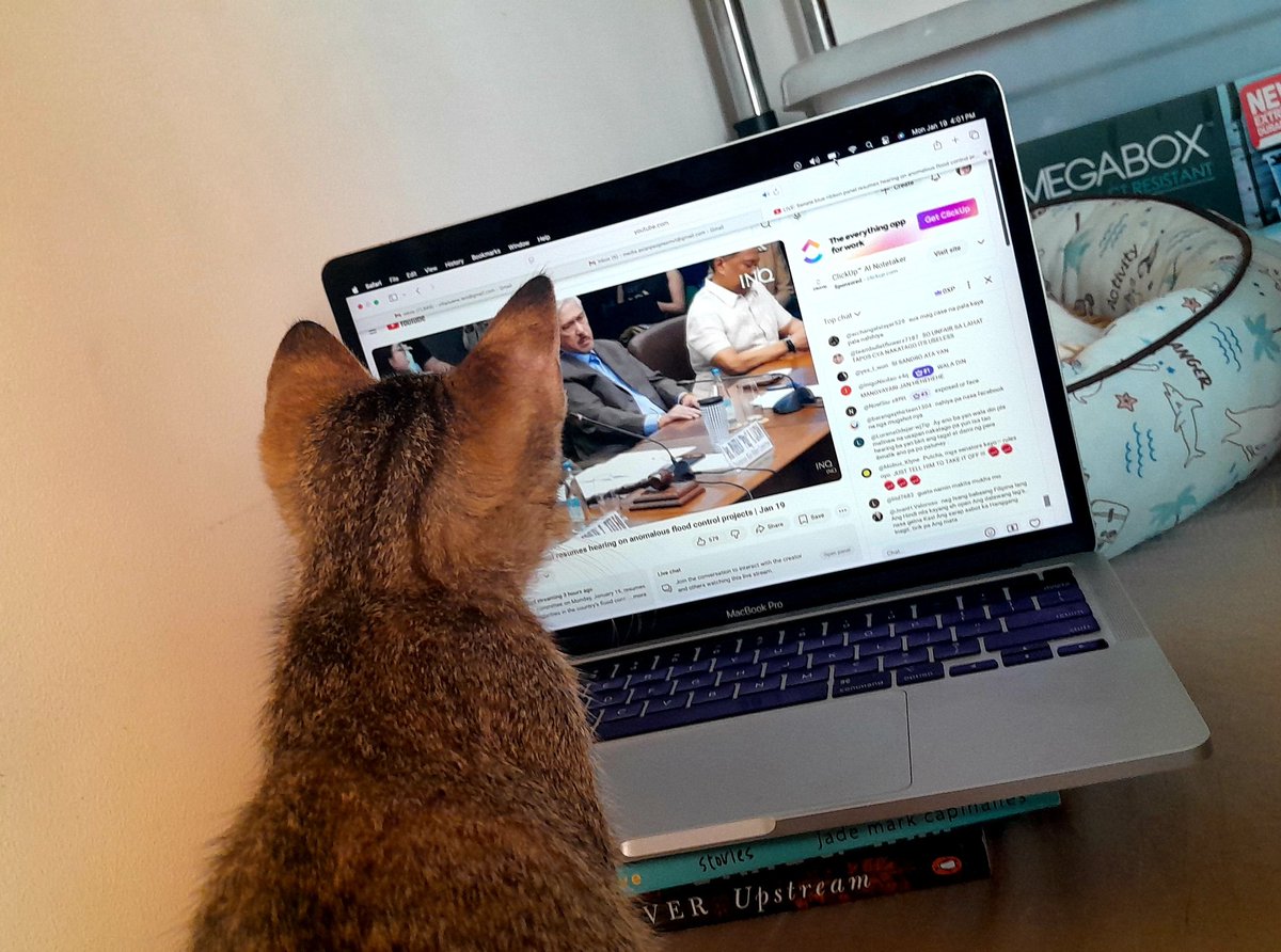 Today's screentime for Bambam the kitten is Senate Blue Ribbon committee's hearing on anomalous flood control projects