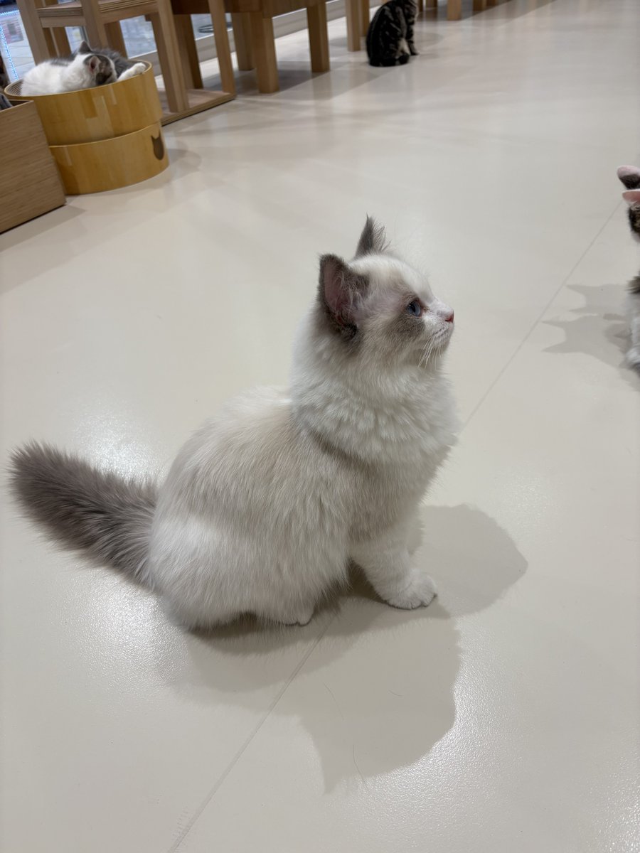 y_onq's tweet photo. 初ねこカフェ(最近のはぼっちにも優しい)
ラグドールちゃんもいました https://t.co/biMeb3CSda