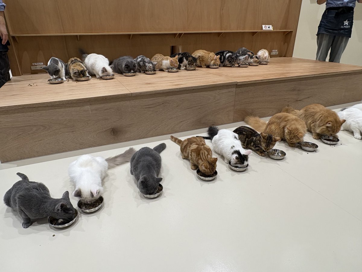 y_onq's tweet photo. 初ねこカフェ(最近のはぼっちにも優しい)
ラグドールちゃんもいました https://t.co/biMeb3CSda