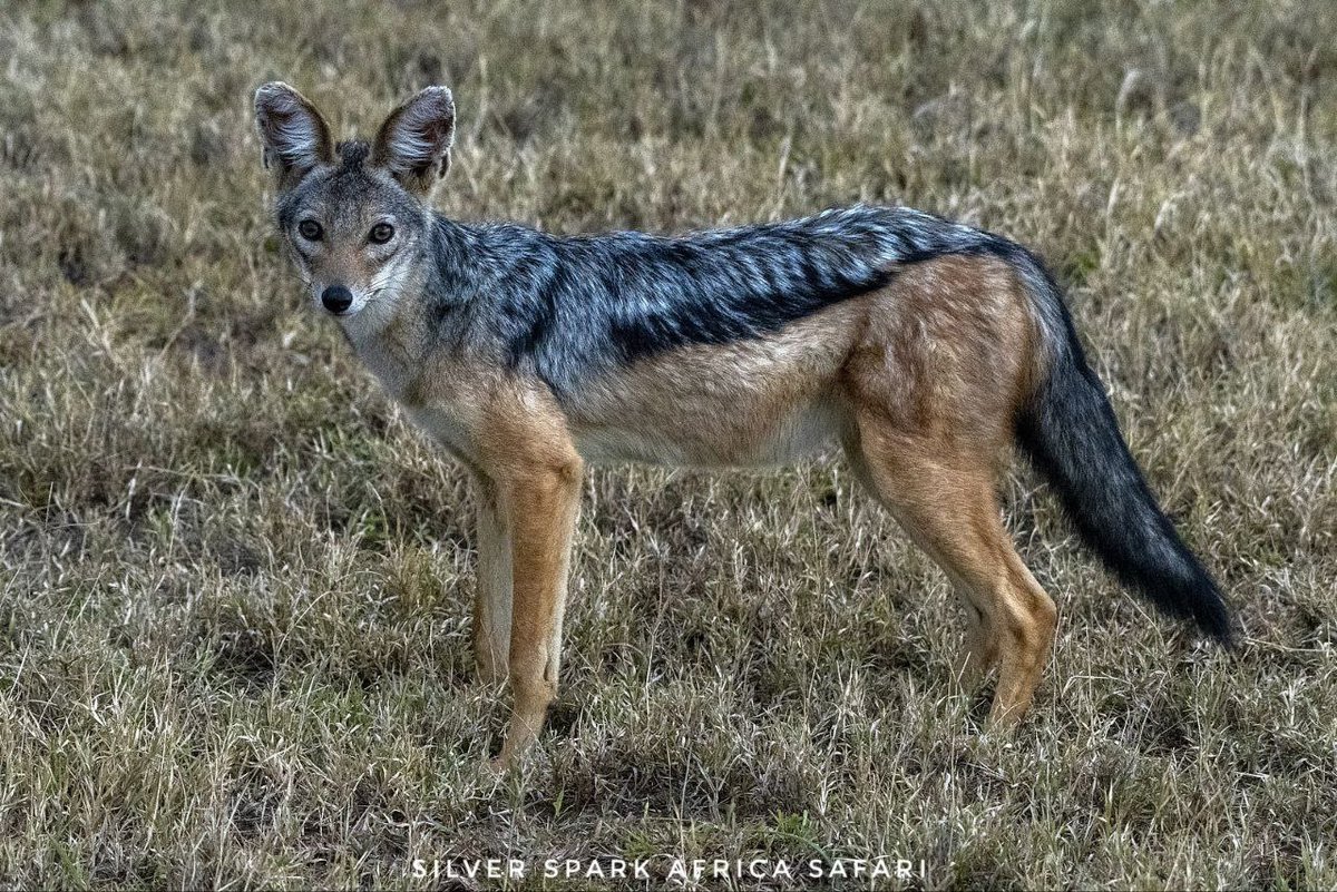 SSA_Limited's tweet photo. A shadow stitched with silver and gold the Black-backed Jackal listens to the wind.
#MaasaiMara #travel #tourism #kenya #touragent #SilverSparkAfrica #tour #Adventure #wildebeestmigration #africa #vacations #touroperator #wildlifeprotection #wildlifeplanetmagazine https://t.co/sCsVFr2ybg