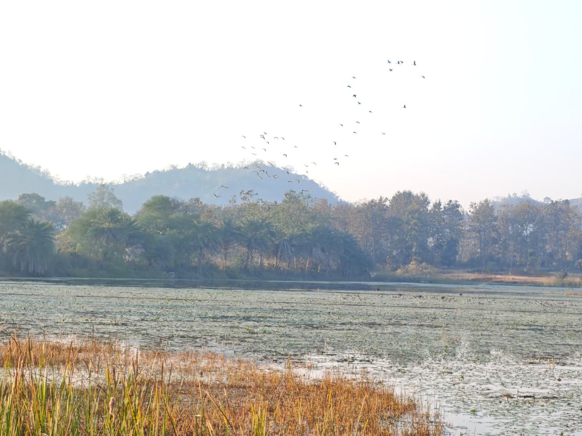 DFO Bolangir tweet media