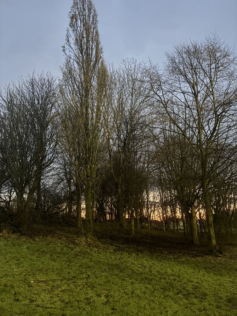 apirie2104's tweet image. Good morning #treeclub 
Have a fabulous week