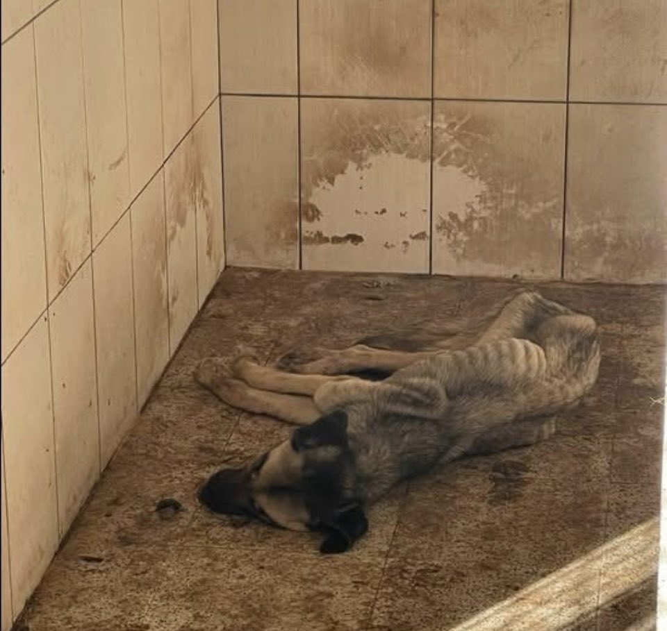 evrimozdemir15's tweet photo. Yiyin efendiler yiyin aksırıncaya, tıksırıncaya, çatlayıncaya kadar yiyin. Şu garibanlar barınaklarda açlıktan işkenceden ölüyorlar öldürüyorlar.  #karyağışı #pazartesi #SonDakika https://t.co/9Rr8nczoHD