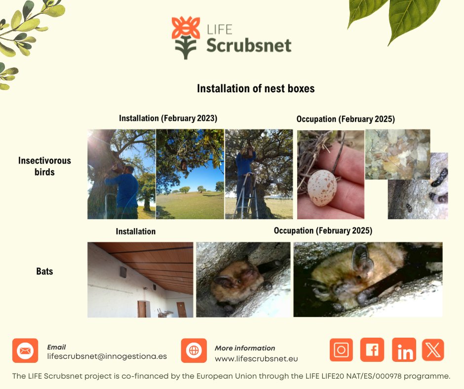 LScrubsnet's tweet photo. 🦉🦇 Finca Comunal de Siruela: más refugios, más biodiversidad 🌿

🔹 Aves
➡️ 10 cajas-nido para passeriformes, instaladas en encinas dentro y alrededor del recinto vallado.

🔹 Murciélagos
➡️ 10 refugios específicos colocados en árboles de la periferia del área vallada. https://t.co/1iLi7SY4a1
