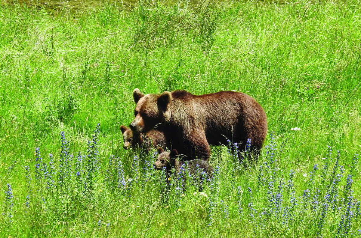 UN Decade on Ecosystem Restoration Advisory Board tweet media