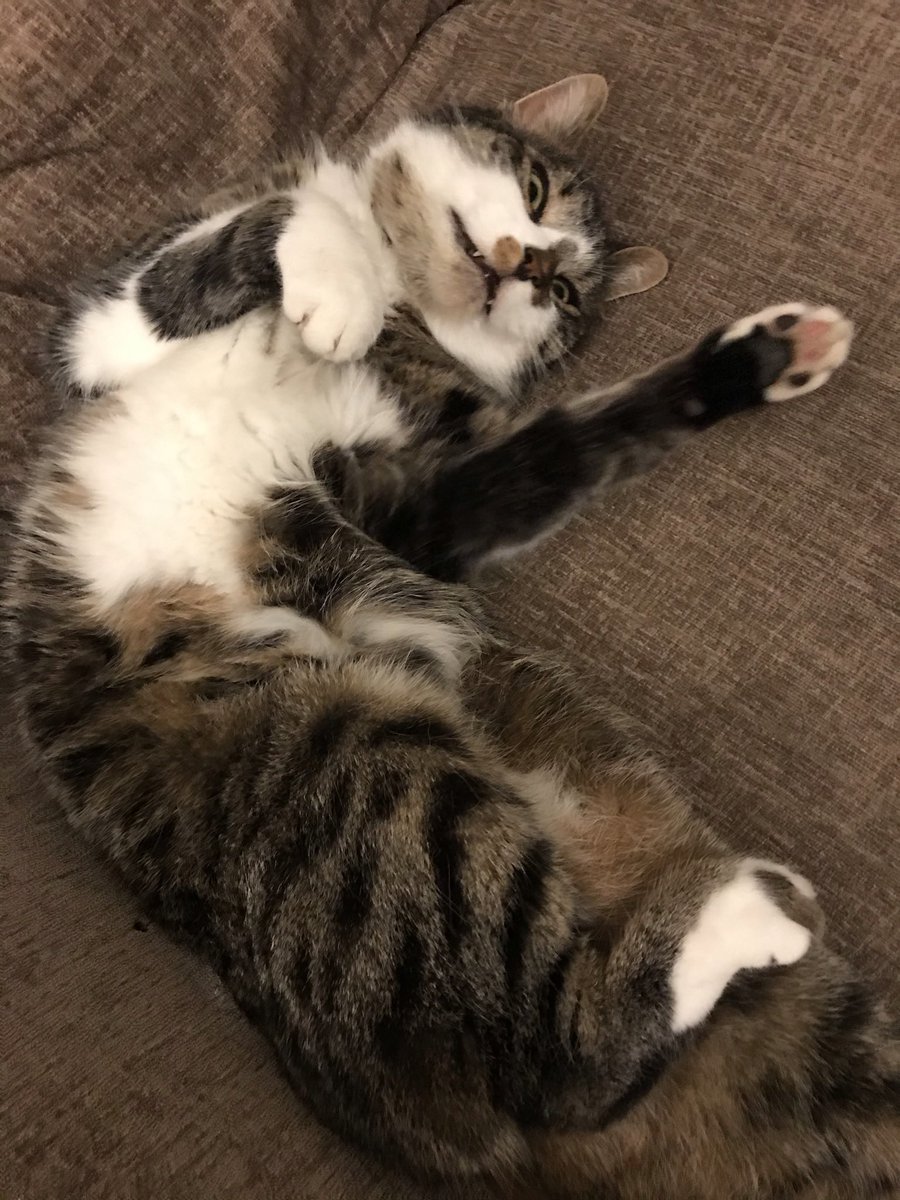 westcountrybird's tweet photo. @DailyPicTheme2 #DailyPictureTheme #Delight #ComfyCat https://t.co/LJ8hQt2Gpg