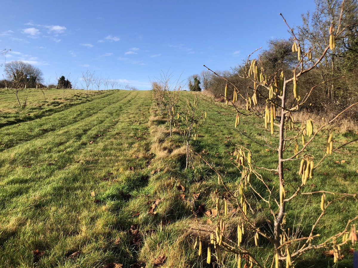 Samuel Deane tweet media