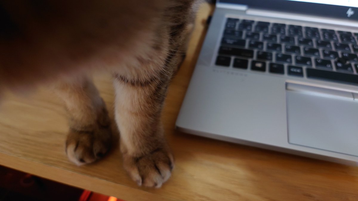 ZeppJam's tweet image. 本日の在宅勤務猫