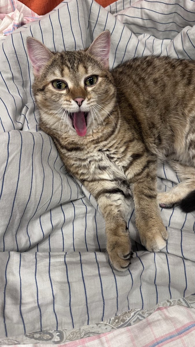 🎄🎪Костя Кошкин tweet media