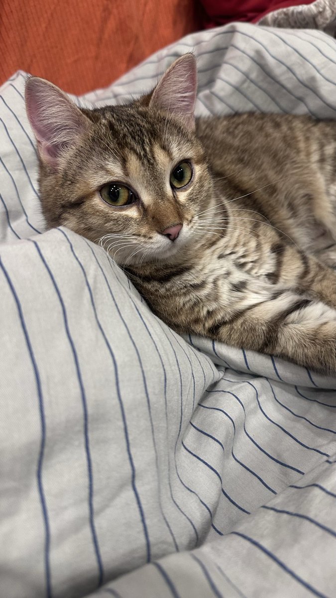 🎄🎪Костя Кошкин tweet media