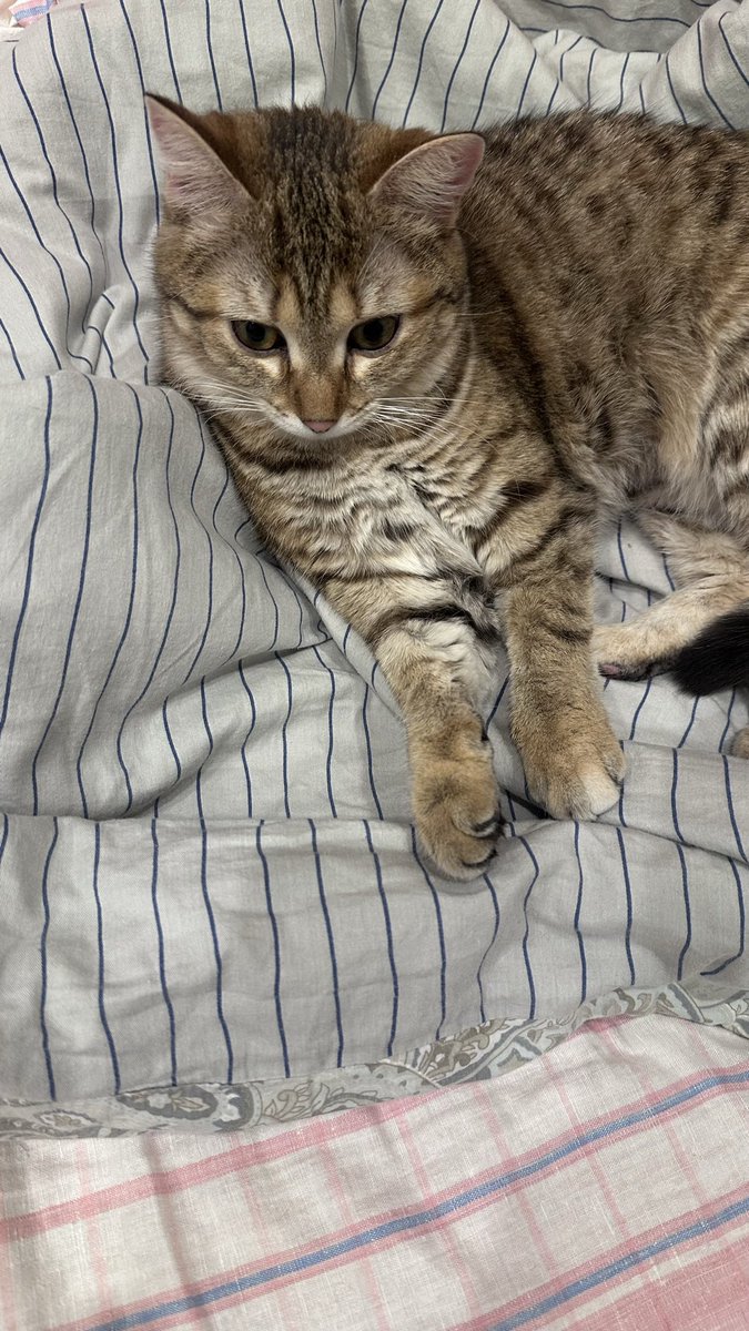 🎄🎪Костя Кошкин tweet media