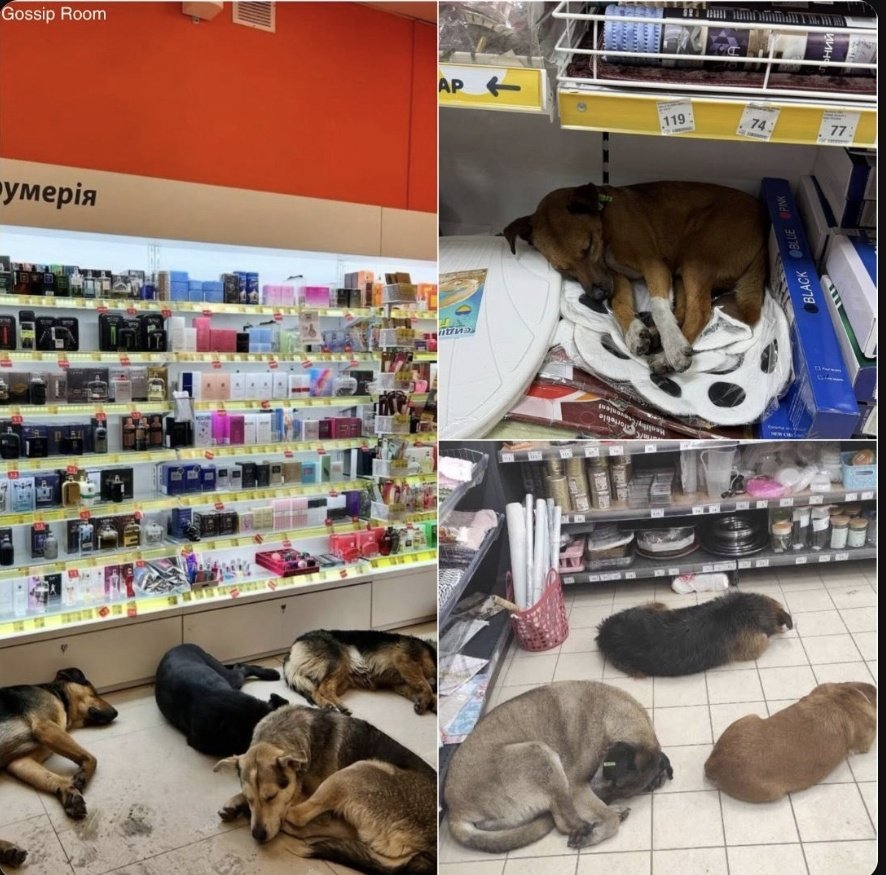 𝐃𝐢𝐝𝐞𝐦 tweet media