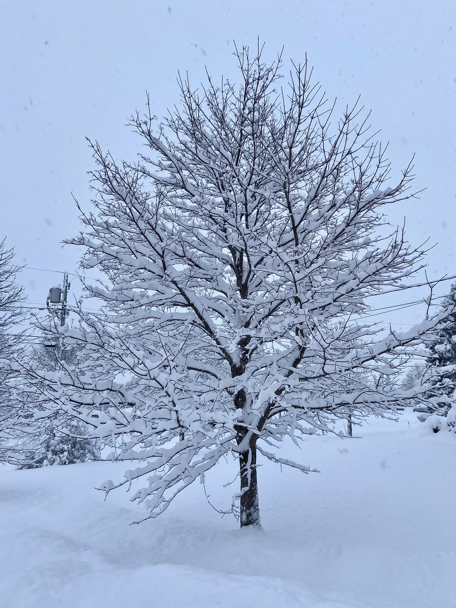 DrummerBoy2112's tweet image. The beauty of winter. ❄️❄️❄️
#pei #Canada #snow #StormHour