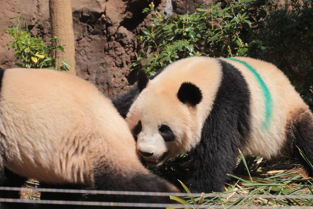 とうとう
🇨🇳行発表されちゃった😭

コロナ禍での誕生にて、
どれだけ勇気と笑顔をもらったことだか…💚🧡

僕ちんへ💚　れいちゃわーん🧡大好き過ぎて追いかけ回して僕ちんのれい🧡とか言ってそうだけど、いざという時には出来る僕ちん💚　✈️、れい🧡のこと頼んだよ💪

#上野動物園 
#シャオレイ