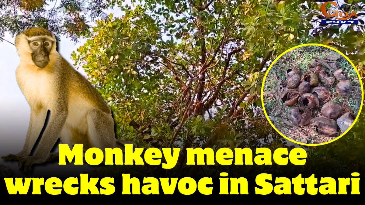 InGoa24x7's tweet photo. Monkey menace wrecks havoc in Sattari. Farmers in Brahmakarmali suffer losses as coconut plantations destroyed
WATCH : https://t.co/ISqTbiG7jb
#Goa #GoaNews #Monkey #Wreaks #Gavoc #Plantations #Destroyed https://t.co/q7IVBQ8CYM