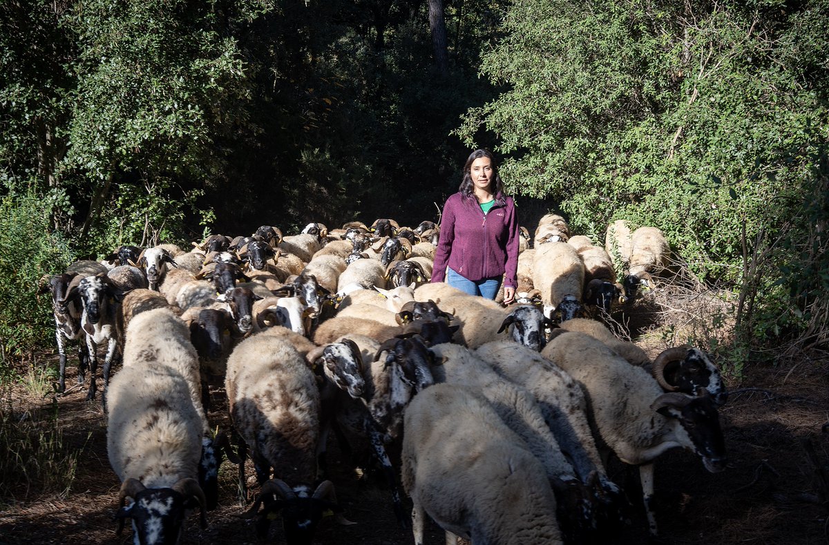 BcnAgraria's tweet photo. 🌳🐑"Les nostres ovelles mengen territori"

Emma Viñas i Pau Garcia lideren El Turó de les Nou Cabres: formatges artesans i ramaderia extensiva al Parc Natural de Sant Llorenç del Munt i l'Obac🧀

👉https://t.co/sGeVDC96x4

#RamaderiaExtensiva #BCNAgrària https://t.co/z7jnaVSLiC