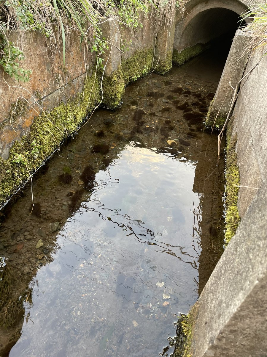やっぱり、カワモズクの生える水路なんですよ