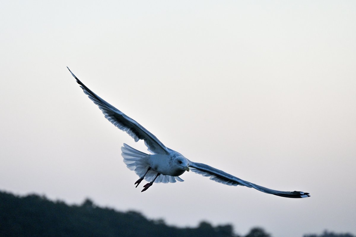 旋回🕊️

この時は目の前で羽ばたいて一瞬ホバリングしてくれたんです
でも夕方でシャッタースピード長めにしてたので急に来てもその瞬間は撮れず🥹

もう一回旋回してきてくれたので何とか設定間に合いました😊