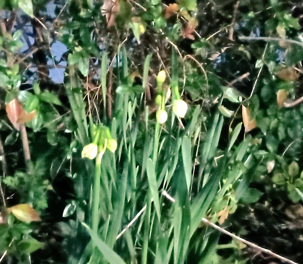 mint64039388's tweet image. 🌈お疲れ様です 1/19 ☀️ 😊
夜🌃のウォーキング #ごみ拾い 879 お菓子の外袋２個拾いましたー🚮週末に娘が帰省してて はしゃぎ過ぎたかな 今日はのんびり日和でした🍵👵#ポイ捨て #cleanup #名古屋🐨#中村区 #Japan