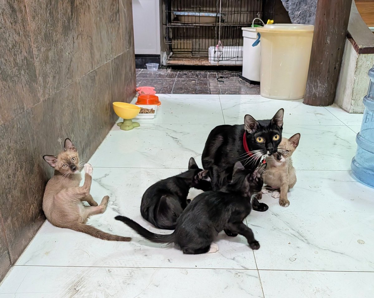 タイ猫ランド tweet media